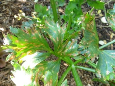 celery leaf spot