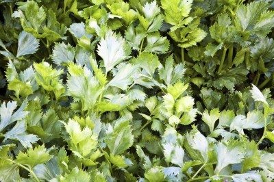 celery herb