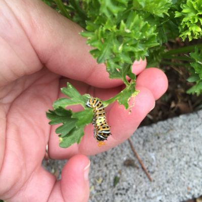 worm on parsley plant