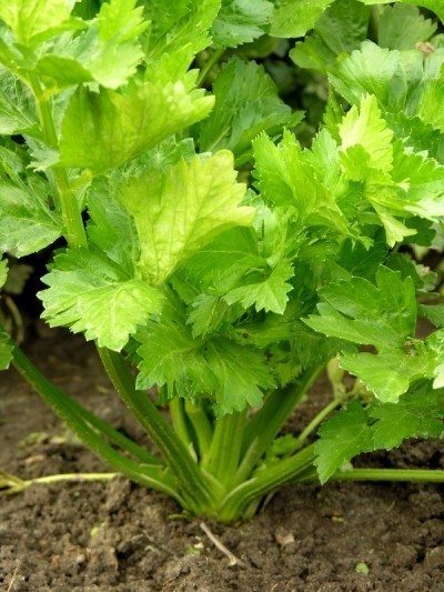 celery plant