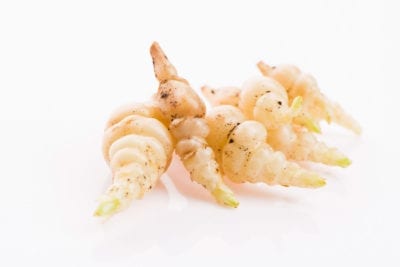 Stachys affinis tubers