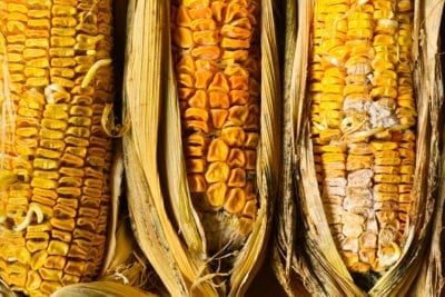 Corn rot