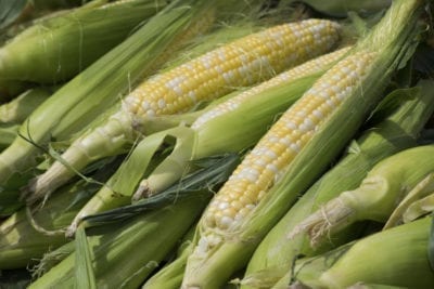 corn