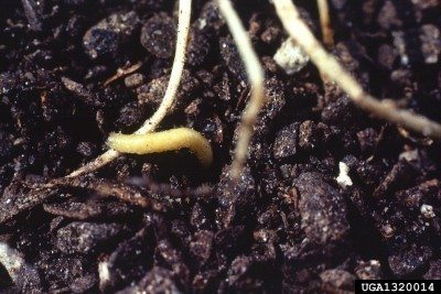 Corn Rootworm