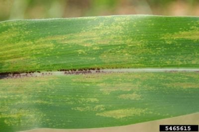 corn brown spot