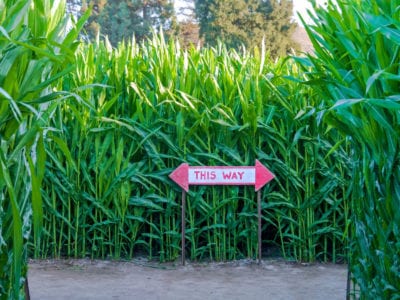 corn maze