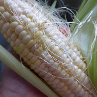 sweet corn