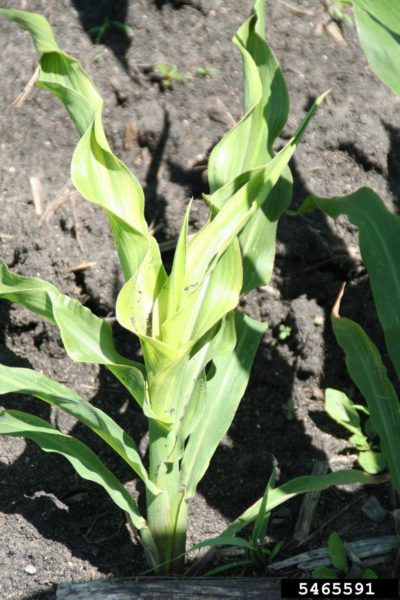 downy mildew corn