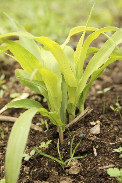 yellow corn leaves