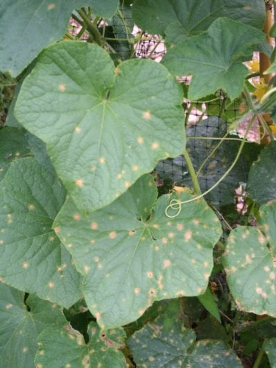 cucumber anthracnose