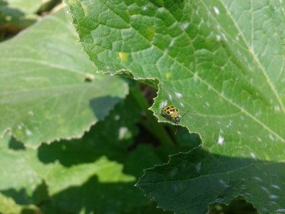 cucumber beetle on leaf