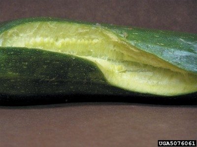 cracked cucumber