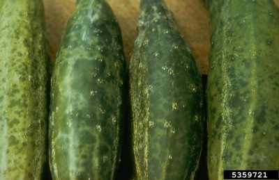 cucumber mosaic
