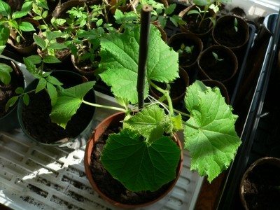 container cucumber plant
