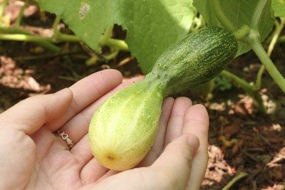 deformed cucumber1