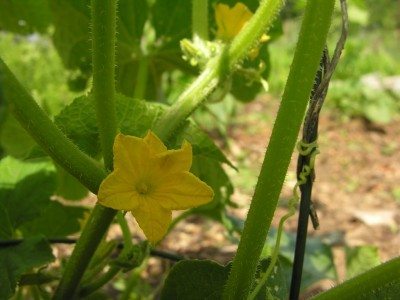 cucumber flower