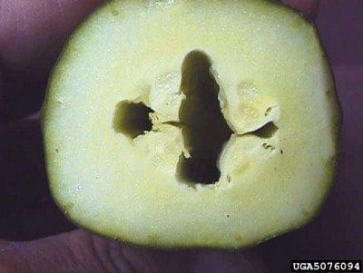 cucumber hollow heart