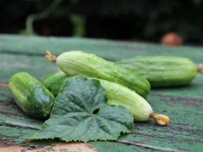 green cucumbers
