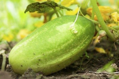 over ripe cuke