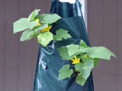 hanging cukes 2