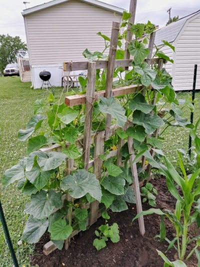 cucumber trellis