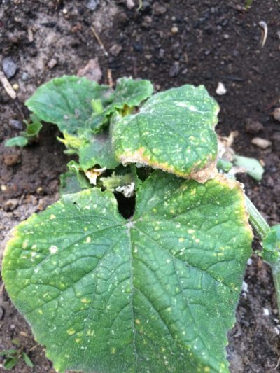 QA Pseudomonas syringae cucumber  e1502820671492