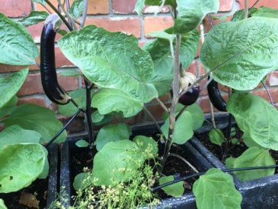 eggplants growing