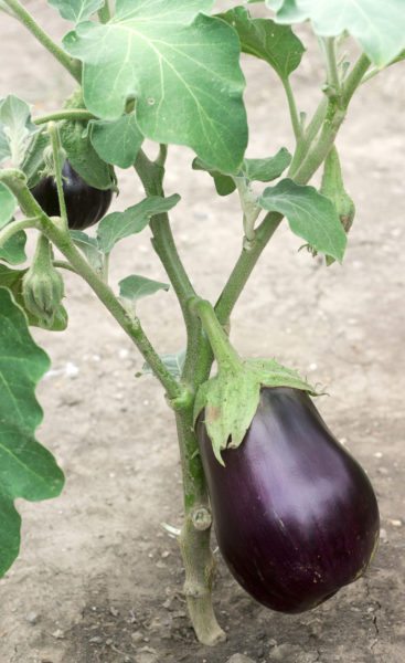 eggplant