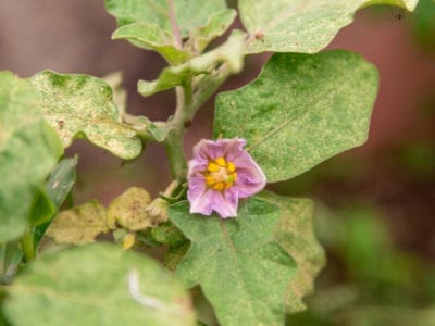 eggplant flower