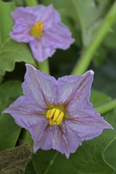 eggplant flowers