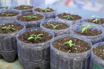 eggplant seedlings