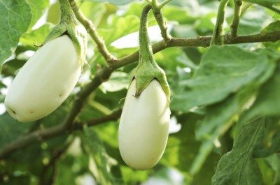 white eggplant