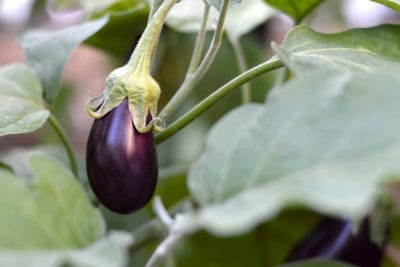 eggplant 1