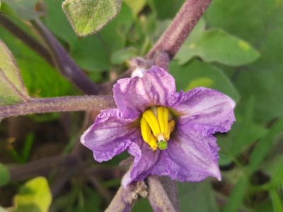 brinjal flowers