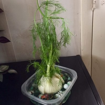 fennel