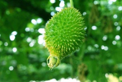 teasel gourd