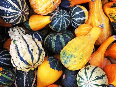 gourds 1