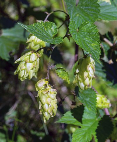 healthy hops