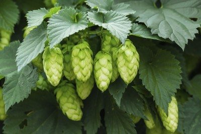 hops cones