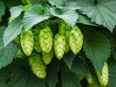 green hops