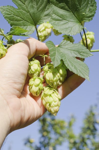 hop harvest