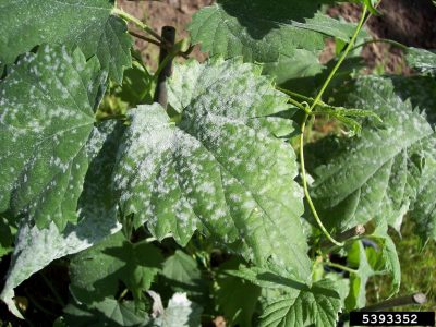 hops powdery mildew