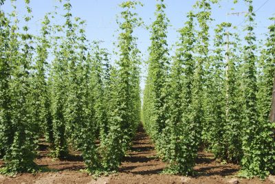 hops spacing