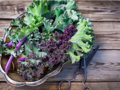 thorny kale