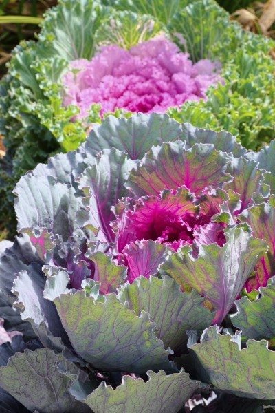 ornamental kale