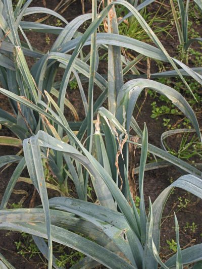 leek moth damage
