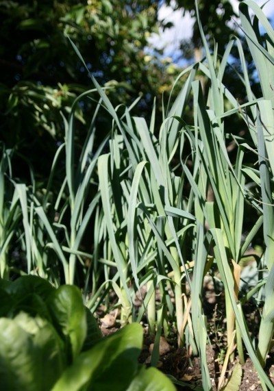 garden leeks