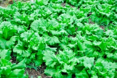 Batavian Lettuce