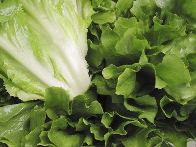 escarole