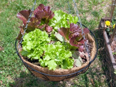 hanging basket with lettuce